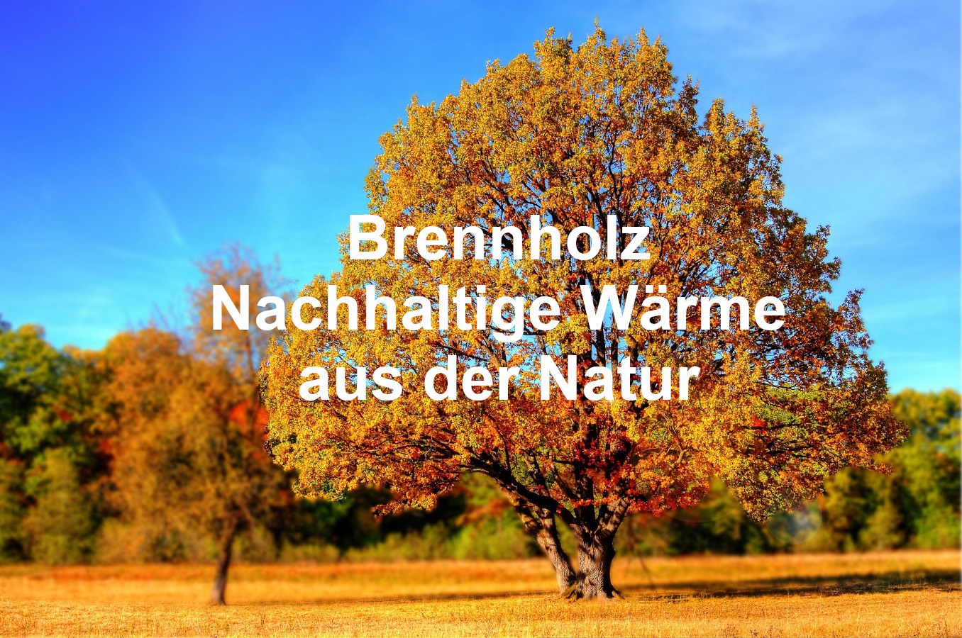 Brennholz nachhaltige Wärrme aus der Natur